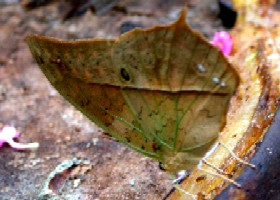 leaftype butterfly