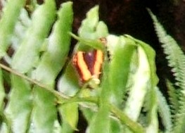 Australian Lurcher butterfly