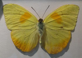 Orange-barred Sulphur