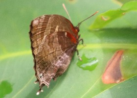 Plain Plushblue butterfly