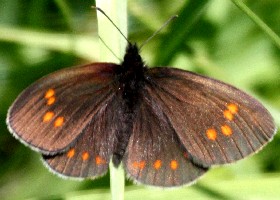 Erebia turanica butterfly