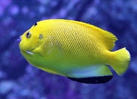 Threespot or Flagfin Angelfish