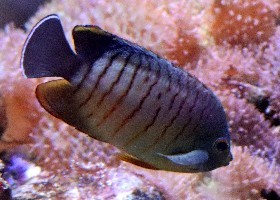 Blacktail angelfish