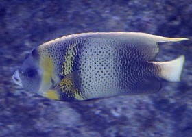 Cortes Angelfish