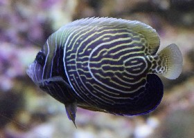 Emperor angelfish