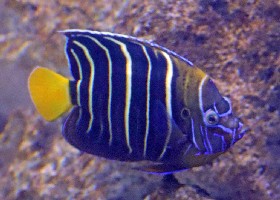 Goldtail angelfish