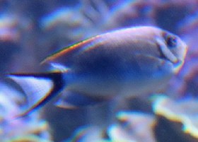 Japanese Masked Swallowtail angelfish