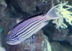 Black-striped/ Lamark's angelfish