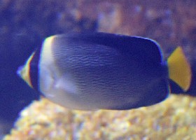 Vermiculated Angelfish