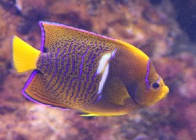 King or Passer Angelfish