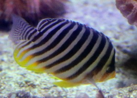Multibarred Angelfish
