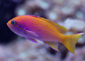 Twin-spot Anthias female