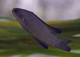 Randall's Assessor basslet
