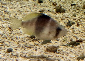 Barred Hamlet