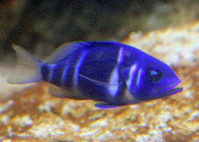 Indigo Hamlet