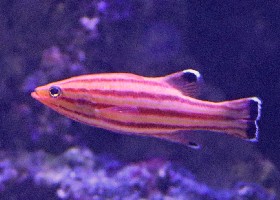 Peppermit Basslet