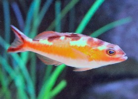 Tobacco Basslet