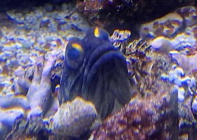 Bicolor Blenny