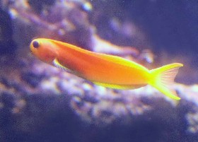 Midas Blenny