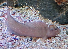 Peacock Blenny