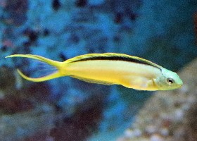 Tongan Canary Blenny