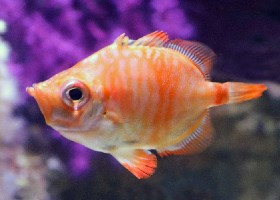 Boarfish