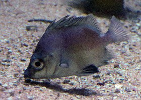Japanese Armourhead Boarfish