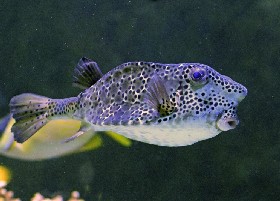 Horn-nosed Boxfish