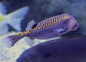 White-spotted Boxfish