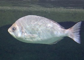 Black Seabream
