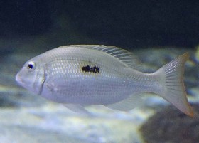 Thumbprint Emperor Bream