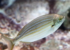 Goldline Seabream