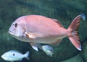 Red Porgy