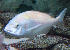 Silver Seabream