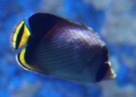 Indian Black-finned Vagabond