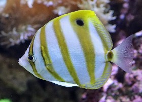 Five-banded Butterflyfish