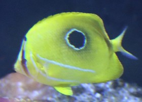 Bennett's Butterflyfish
