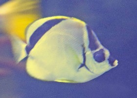 Black-nosed butterflyfish