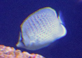 Peppered butterflyfish