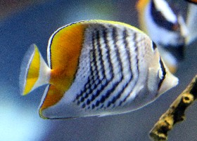 Philippine Chevron butterflyfish