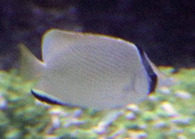 Speckled butterflyfish