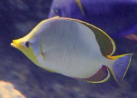 Yellow-headed butterflyfish