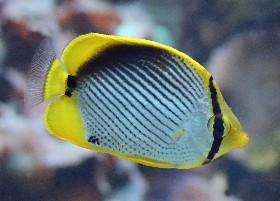 Black-backed Butterflyfish