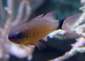 Flower Cardinalfish