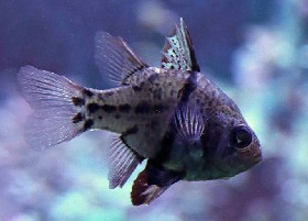 Orbiculate Cardinalfish