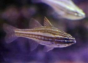 Red-striped Cardinalfish