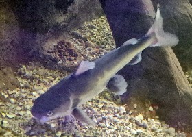 Tete Sea Catfish
