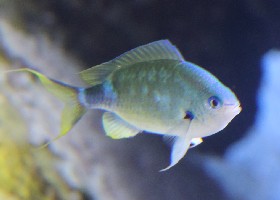 Black Axil Chromis