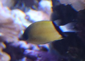 Black-bar Chromis