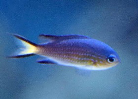 Blacktail Chromis